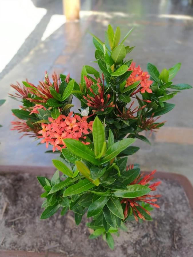 Recanto Do Meu Bem Jijoca de Jericoacoara Esterno foto